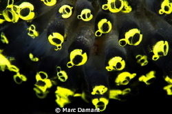 Highlighter of the Sea! These Tunicates sure stood out on... by Marc Damant 